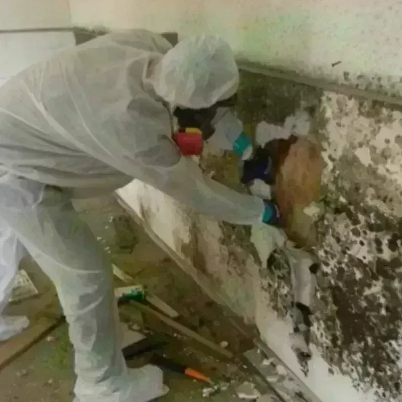 Mold Remediation and Removal in Black Mountain, NC